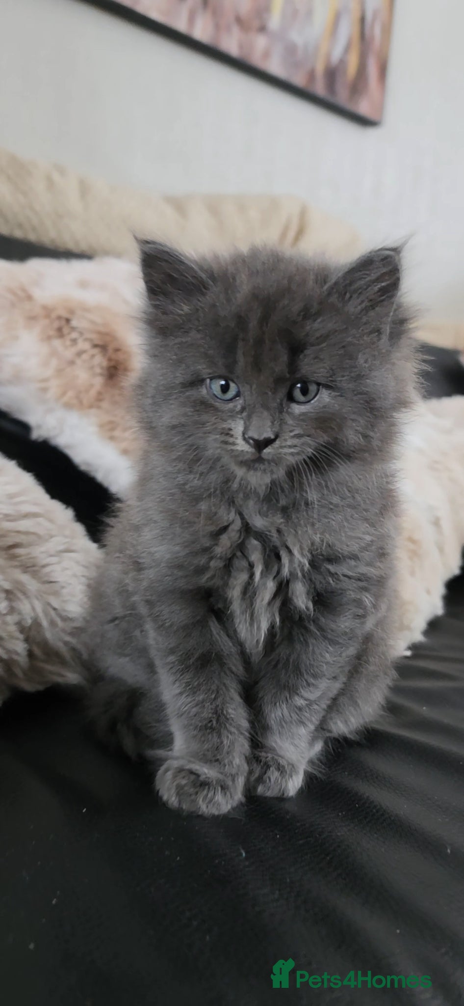Maine Coon cats for sale: Maine coone &Bsh amazing personality kittens 😸  - Advert 6
