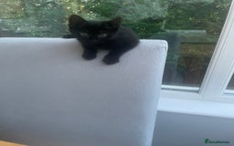 Brazilian Shorthair cats for sale: Little black rescue kitten - Image 17
