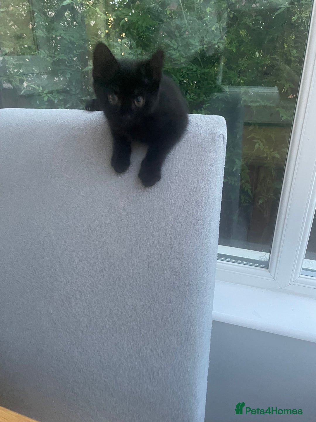Brazilian Shorthair cats for sale: Little black rescue kitten - Image 17