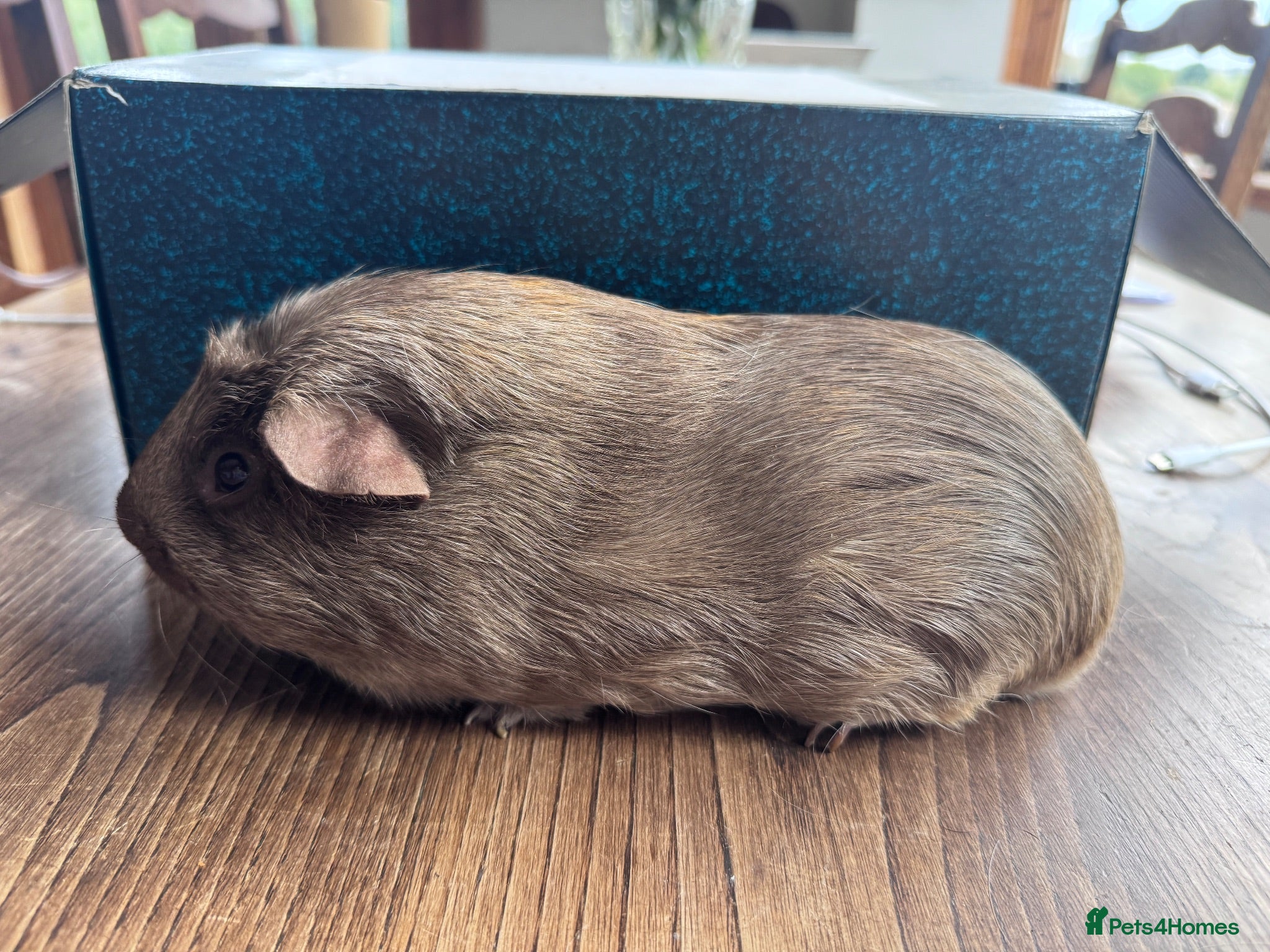 Guinea Pig rodents Neutered male guinea pig  - Advert 3