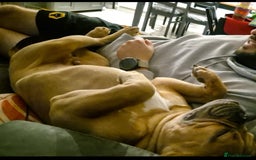 Old Tyme Bulldog dogs for sale: Rehoming our 18 month old Boy Blitz - Image 4