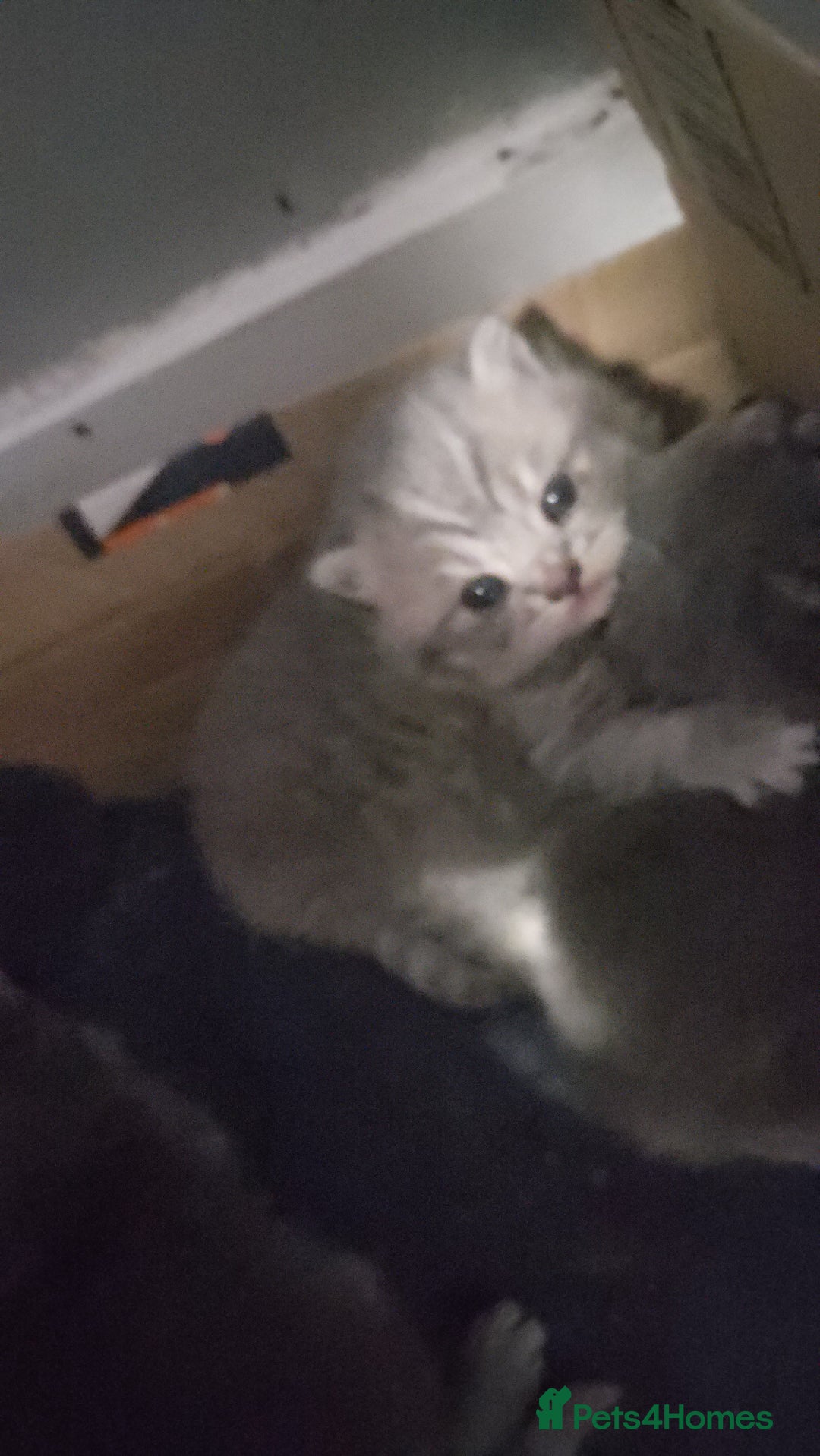 British Shorthair cats for sale: THREE BRITISH SHORTHAIR KITTENS FOR SALE - Advert 3