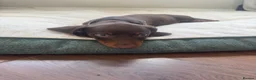 Miniature Dachshund dogs for sale: Beautiful PRA Clear Mini Dachshund Puppies  - Advert 14
