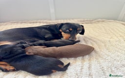 Miniature Dachshund dogs for sale: Mini Dachshund puppies, PRA clear, health tested - Image 14