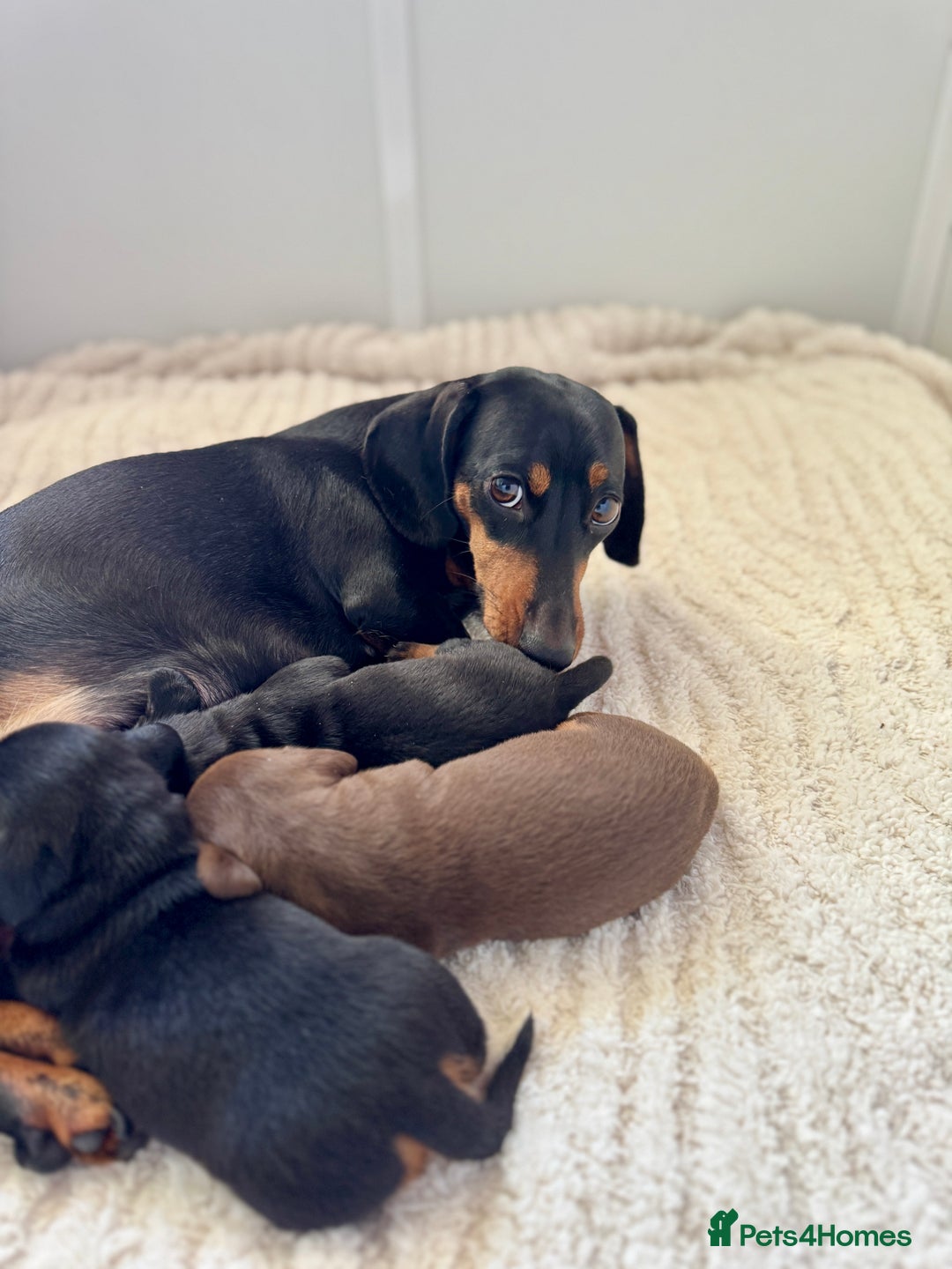 Miniature Dachshund dogs for sale: Mini Dachshund puppies, PRA clear, health tested - Image 14