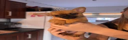 Pomchi dogs for sale: Pomchi puppies - Advert 13