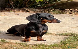 Miniature Dachshund dogs for stud: SLINKY  - Image 3