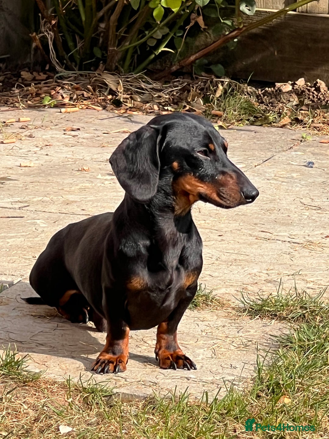 Miniature Dachshund dogs for stud: SLINKY  - Image 3