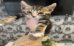 Mixed Breed cats for sale: Kittens ready for their new homes - Image 3