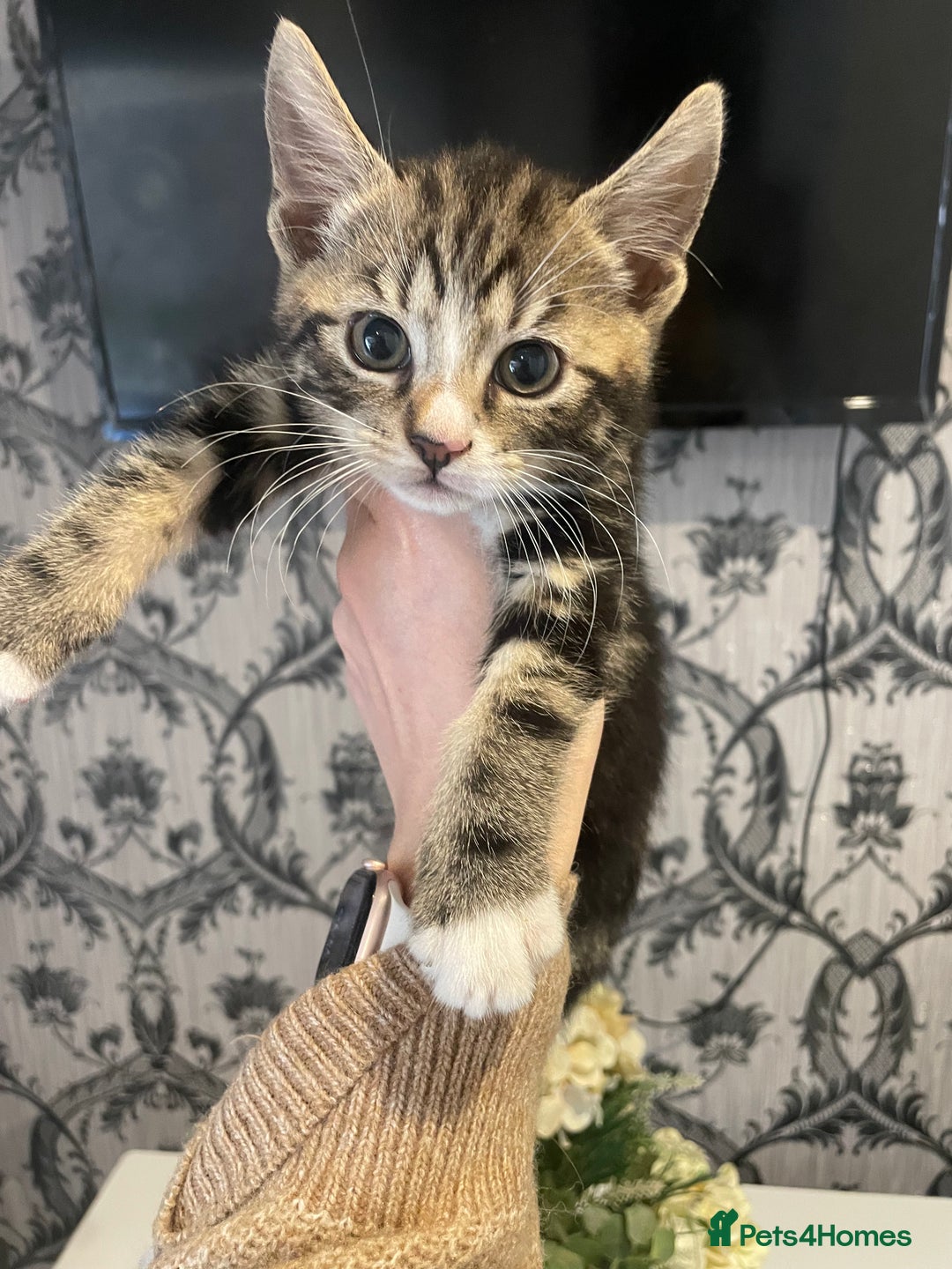Mixed Breed cats for sale: Kittens ready for their new homes - Image 3