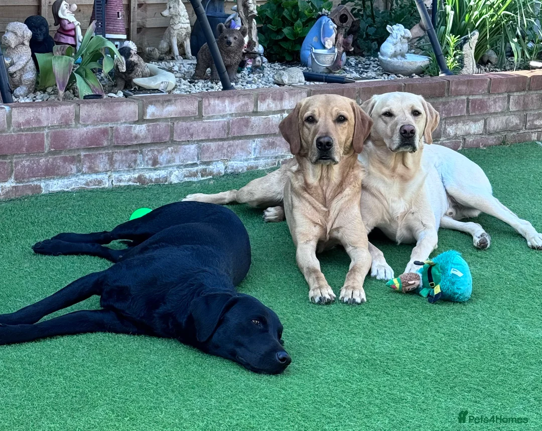 Labrador Retriever dogs for stud: PROVEN, KC REG,HEALTH TESTED LABRADOR FOR STUD - Advert 11