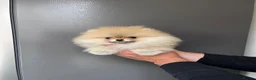 Pomeranian dogs for sale: 🐾Outstanding 🐻KC Registered  - Advert 3