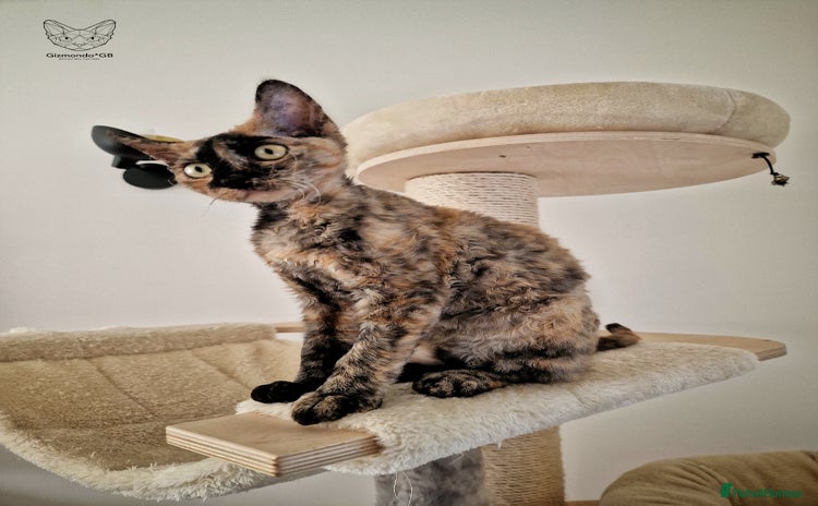 Devon Rex cats - Advert 2