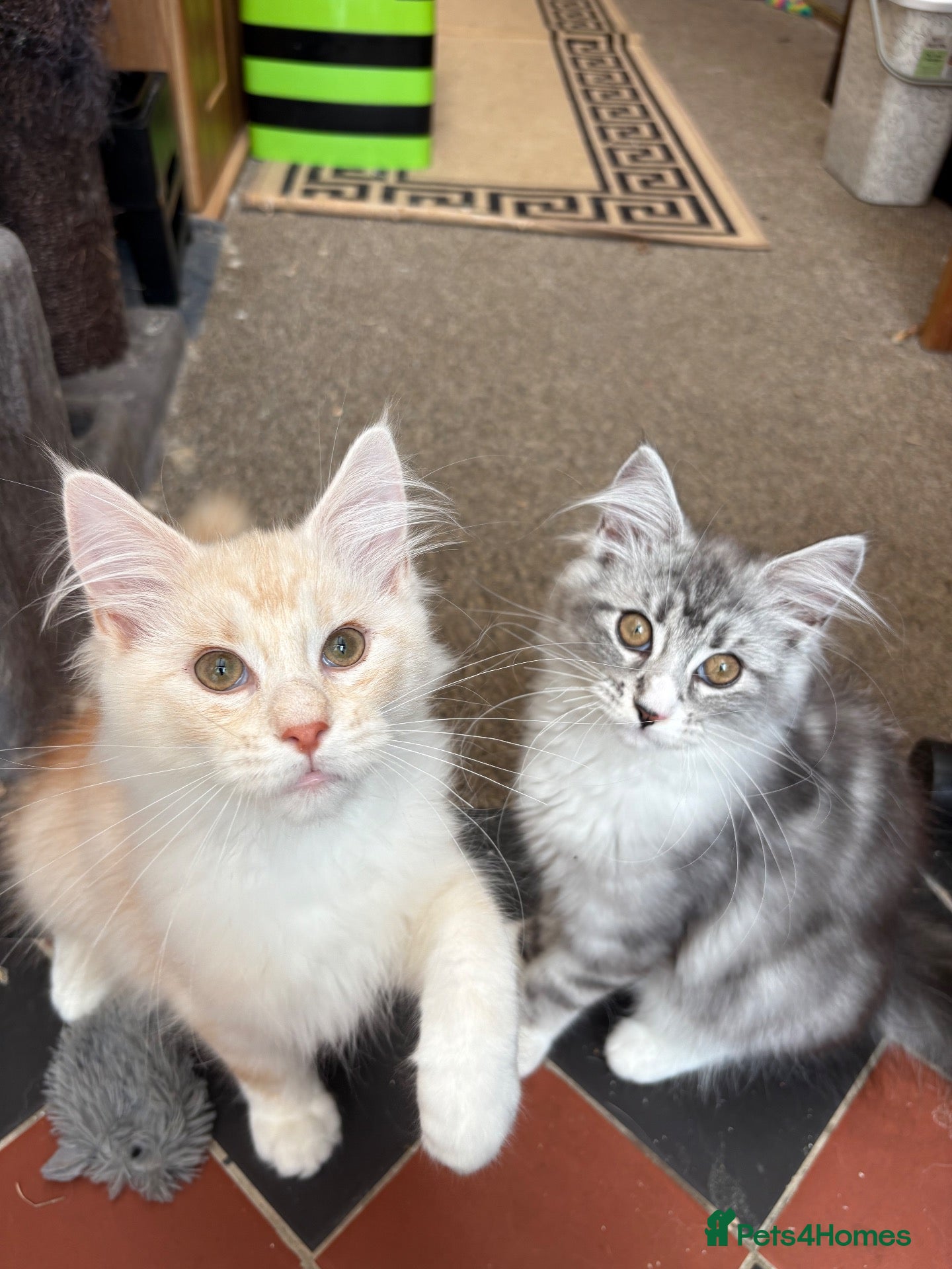 Maine Coon cats Stunning Maine Coon Kittens - Advert 1