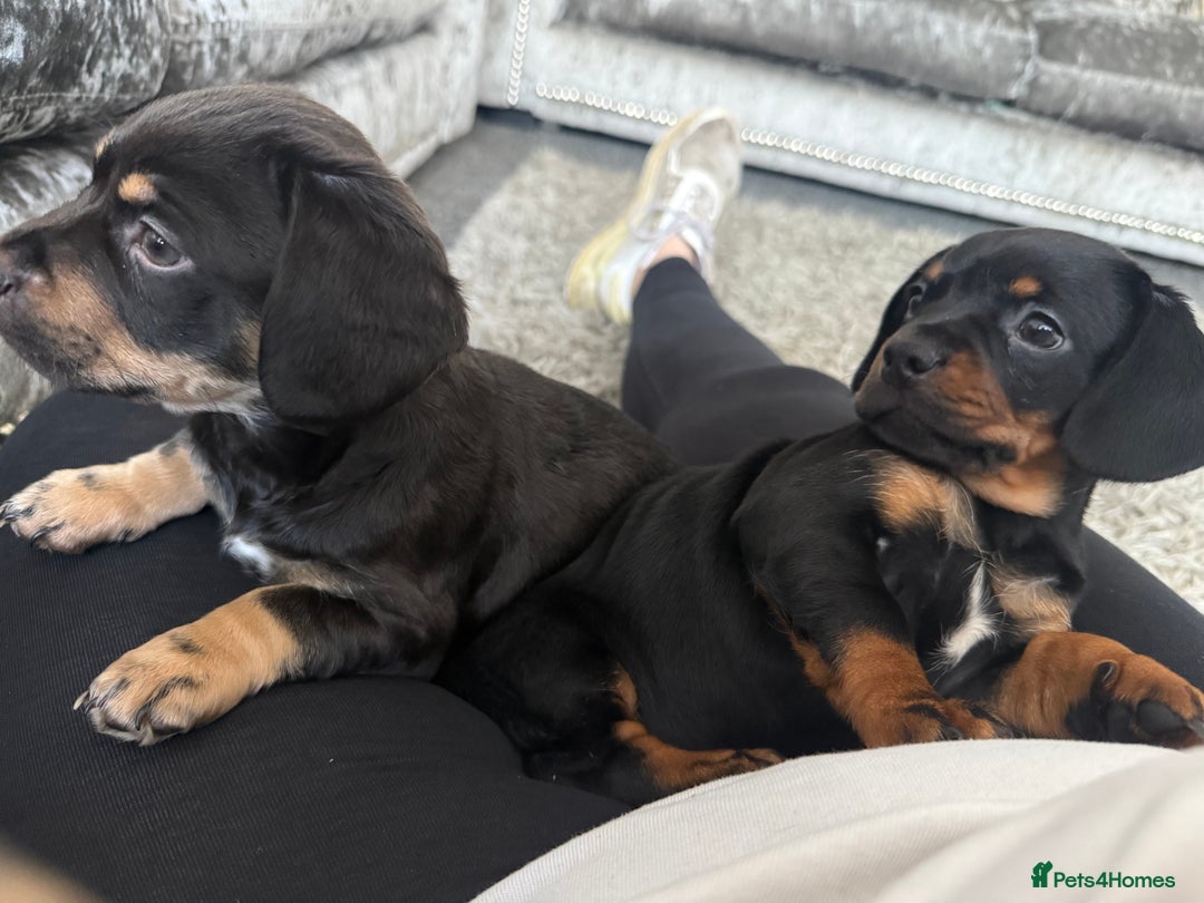 Mixed Breed dogs for sale: French bulldog X dauschaund - Image 18