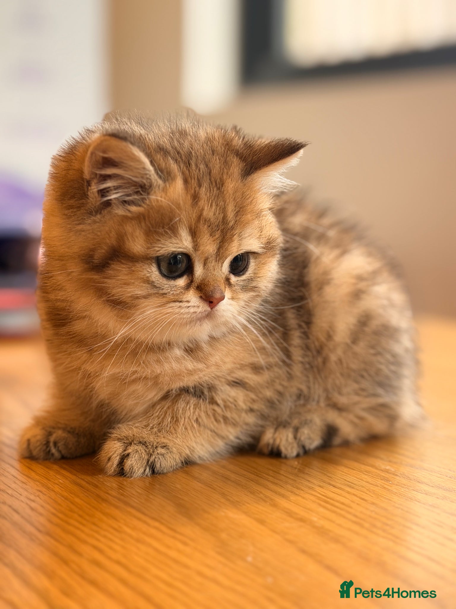 British Shorthair cats British Shorthair Golden Chinchilla Kittens - Advert 10