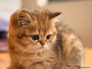 British Shorthair cats British Shorthair Golden Chinchilla Kittens - Advert 10