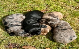 Sprocker dogs for sale: Sprocker spaniel puppies  - Image 2