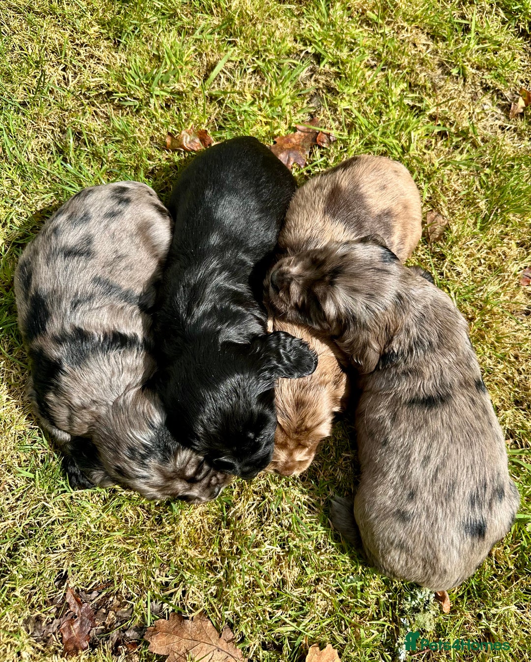 Sprocker dogs for sale: Sprocker spaniel puppies  - Image 2