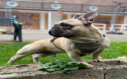 French Bulldog dogs for stud: Mr. Bruce 😎 - Image 3