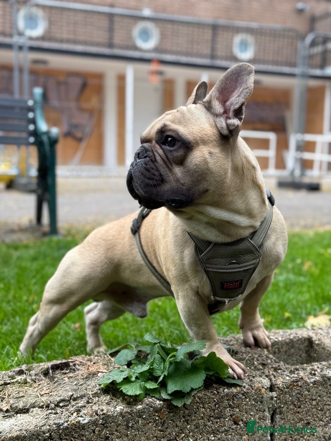 French Bulldog dogs for stud: Mr. Bruce 😎 - Image 3