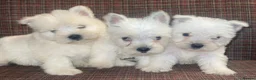 West Highland Terrier dogs for sale: West Highland terrier puppies  - Advert 4