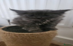 Maine Coon cats for sale: XXL Pure Maine Coon kittens for sale  - Image 7