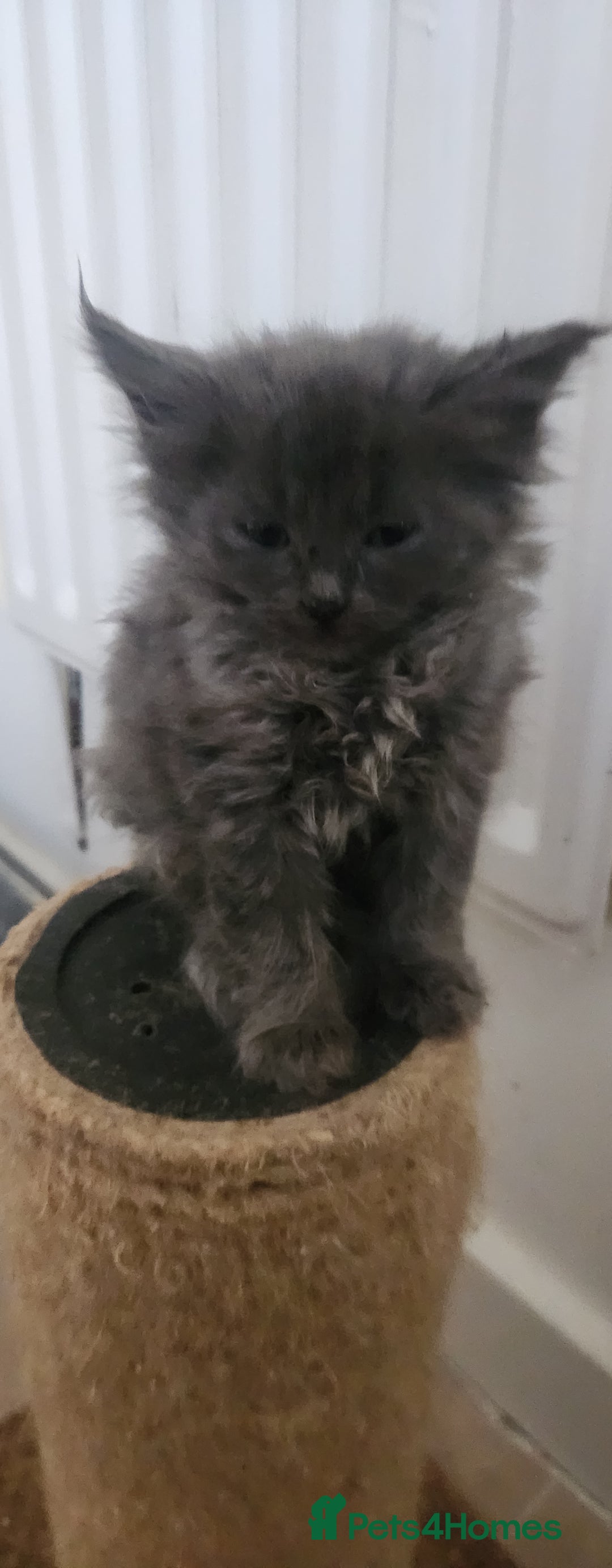 Maine Coon cats for sale: XXL Pure Maine Coon kittens for sale  - Image 7