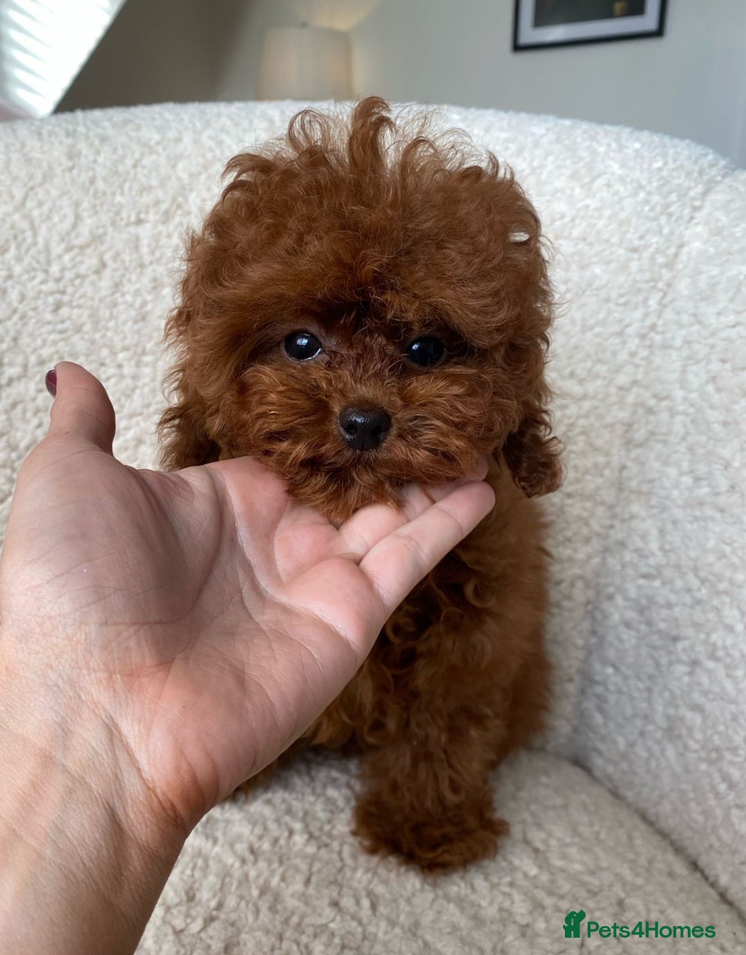 Toy Poodle dogs for sale: 🧸Beautiful red toy/asian poodle puppies 🧸  - Advert 5