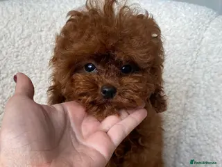 Toy Poodle dogs 🧸Beautiful red toy/asian poodle puppies 🧸 - Advert 18