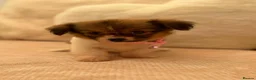 Shih Tzu dogs for sale: Shih tzu  - Advert 17