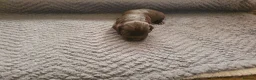 Cocker Spaniel dogs for sale: Kc reg working cocker spaniel puppies  - Advert 4
