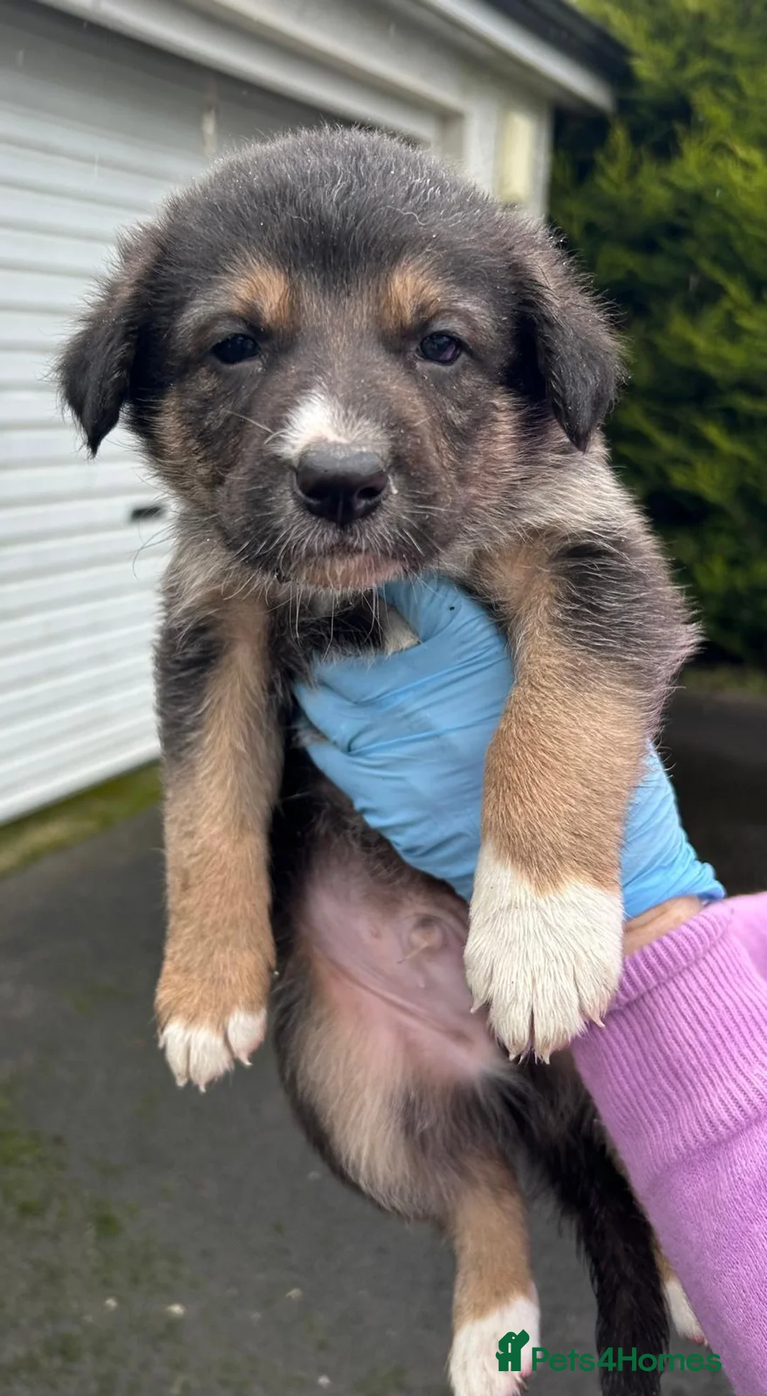 Mixed Breed dogs for sale: Shollie Pups(German Shepherd x Collie) - Advert 7