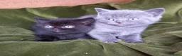 British Shorthair cats for sale: Super GCCF registered kittens  in Knutsford - Advert 3