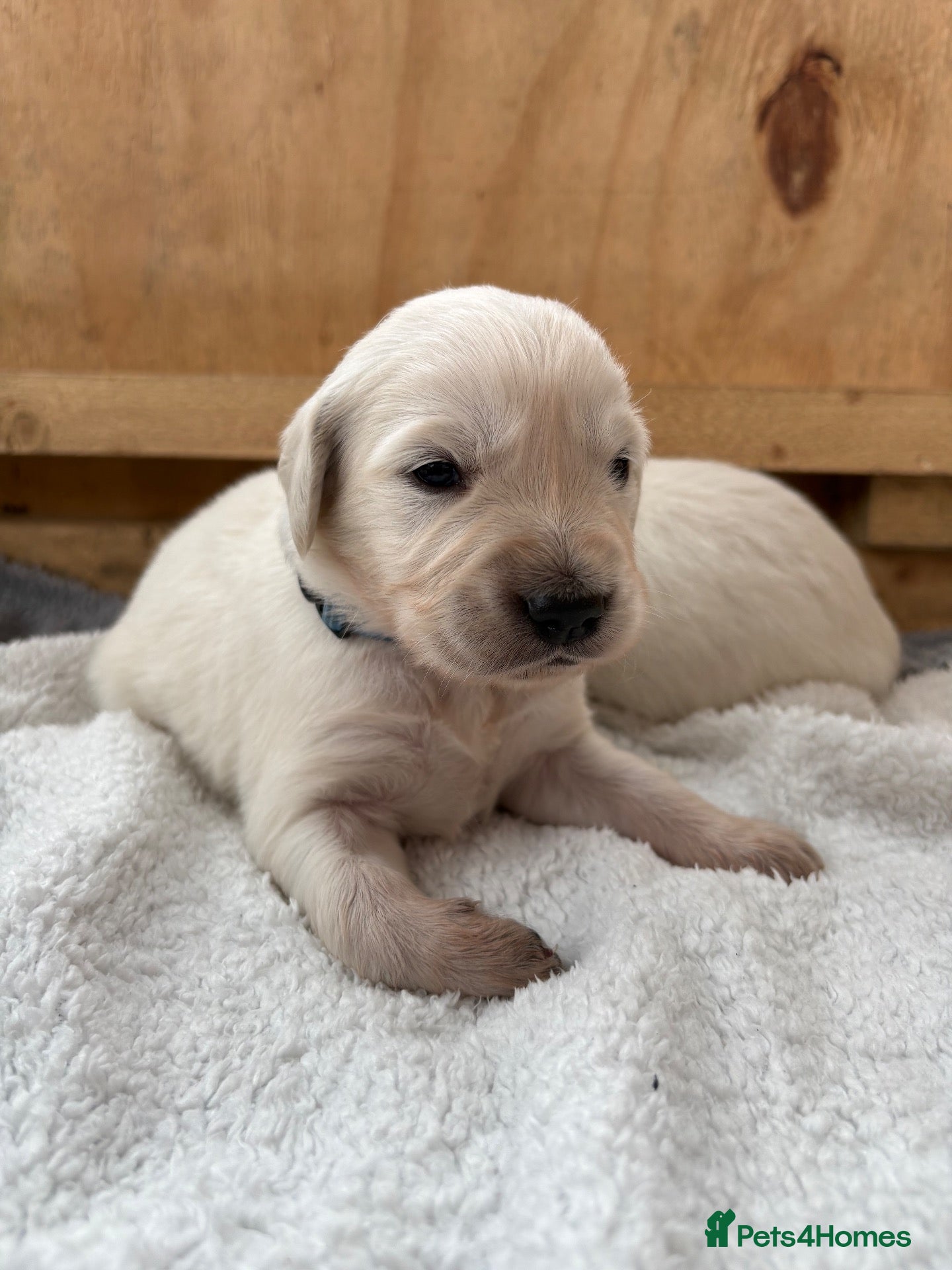 Golden Retriever dogs for sale: White golden puppy’s  - Advert 15