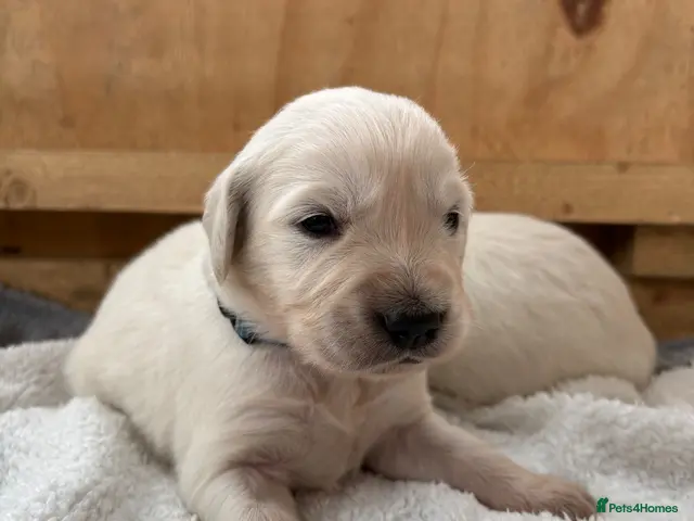 Golden Retriever dogs for sale: White golden puppy’s - Advert 15