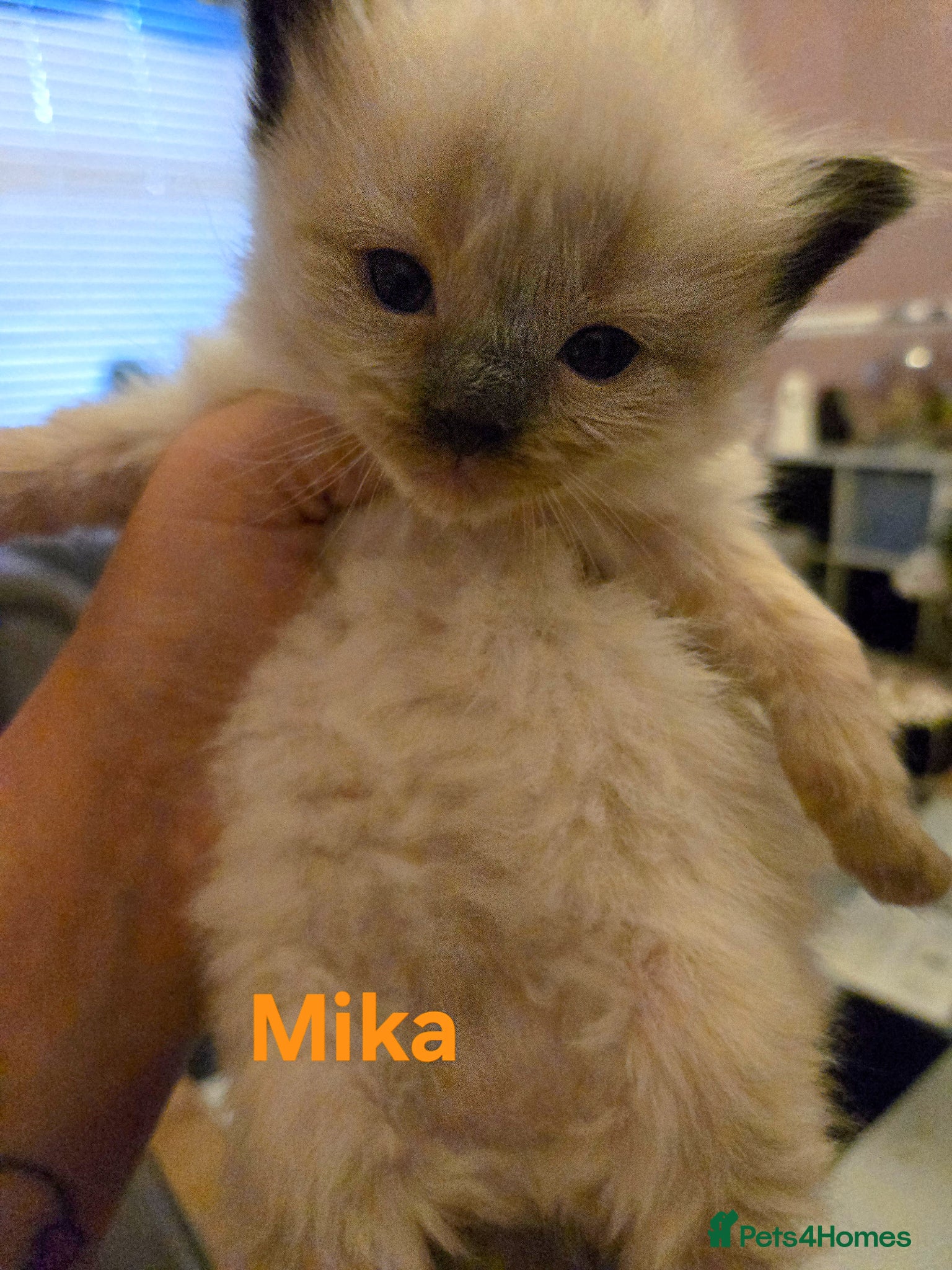 Ragdoll cats for sale: Stunning litter of Purebred Ragdoll kittens - Advert 36