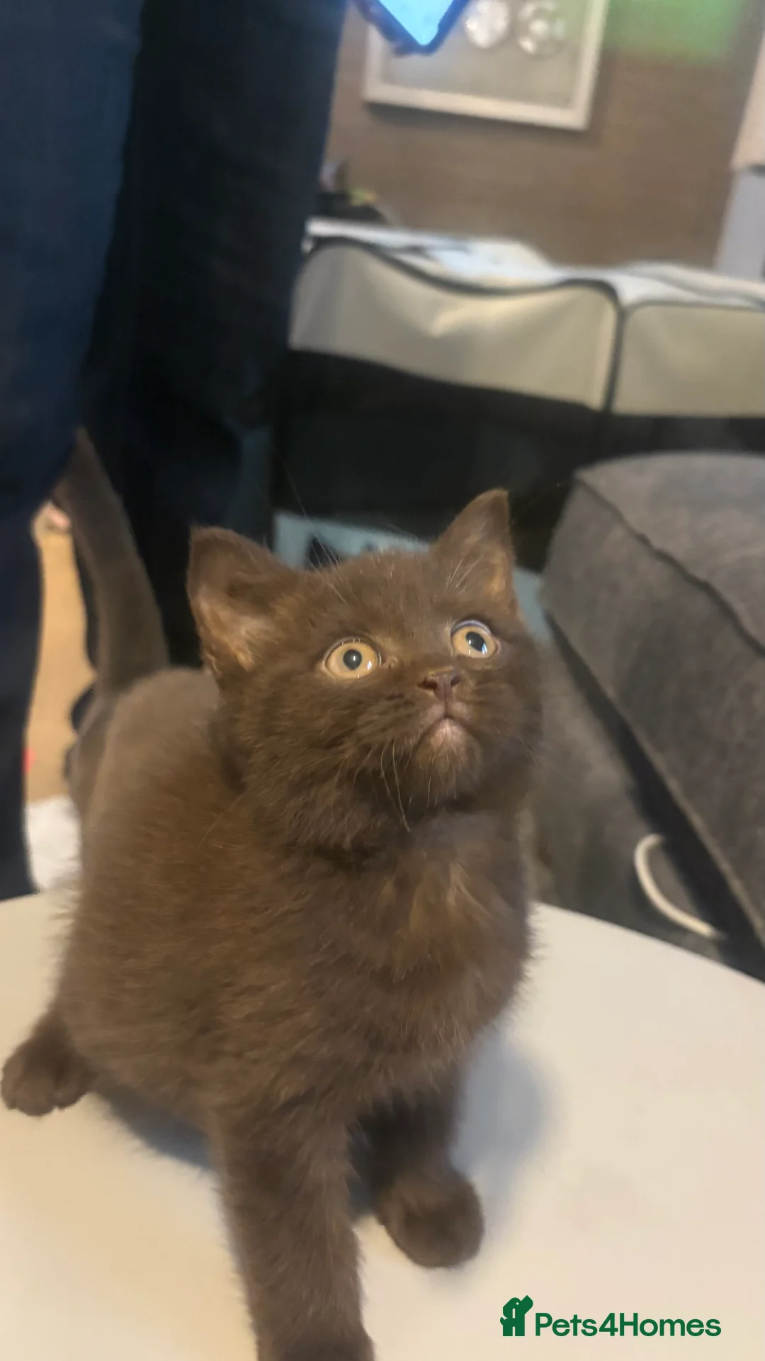 British Shorthair cats for sale: GCCF Registered 5 Generation British Shorthair - Advert 7