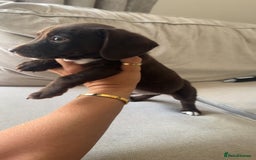 Mixed Breed dogs for sale: Cocker jacks. 2 boys 2 girls! - Image 10