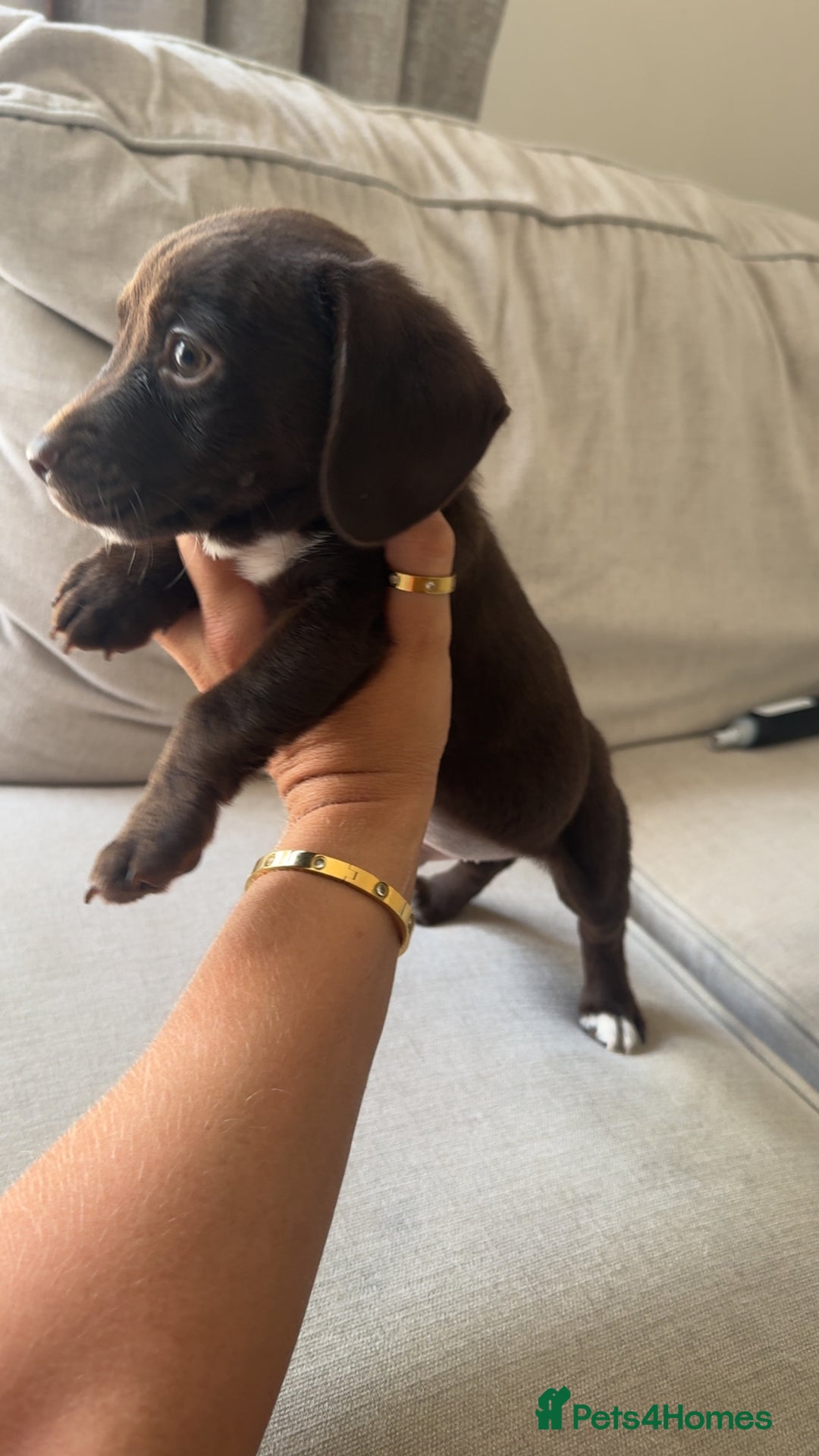 Mixed Breed dogs for sale: Cocker jacks. 2 boys 2 girls! - Image 10