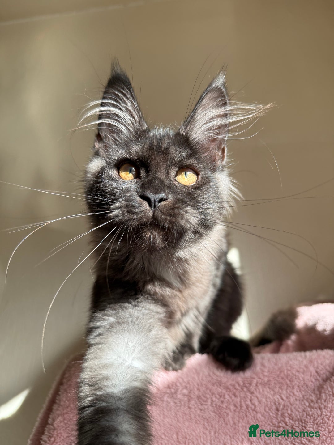 Maine Coon cats for sale: Pedigree GCCF Russian Import line Maine Coons - Image 16