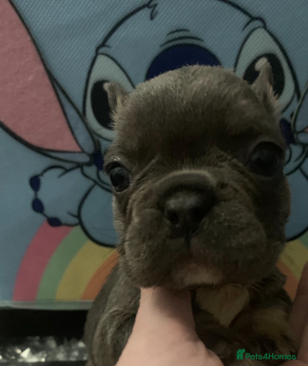 French Bulldog dogs for sale: French bulldogs reduced  ❤️  - Advert 20