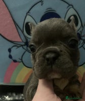 French Bulldog dogs Fabulous French bulldogs of excellent quality - Advert 14