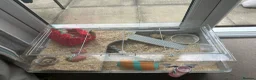 Hamster rodents for sale: Hamster and accessories plz read description  - Advert 4