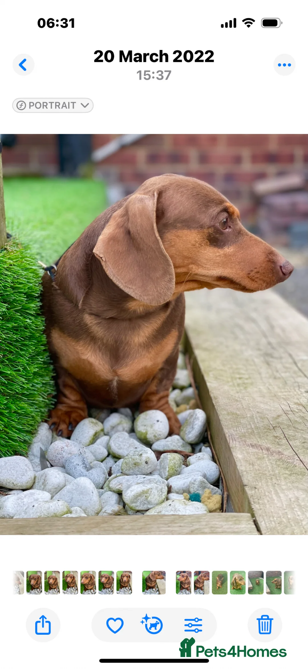 Miniature Dachshund dogs for stud: Award winning breeder-KC Choc & Tan Smoothcoat - Advert 2