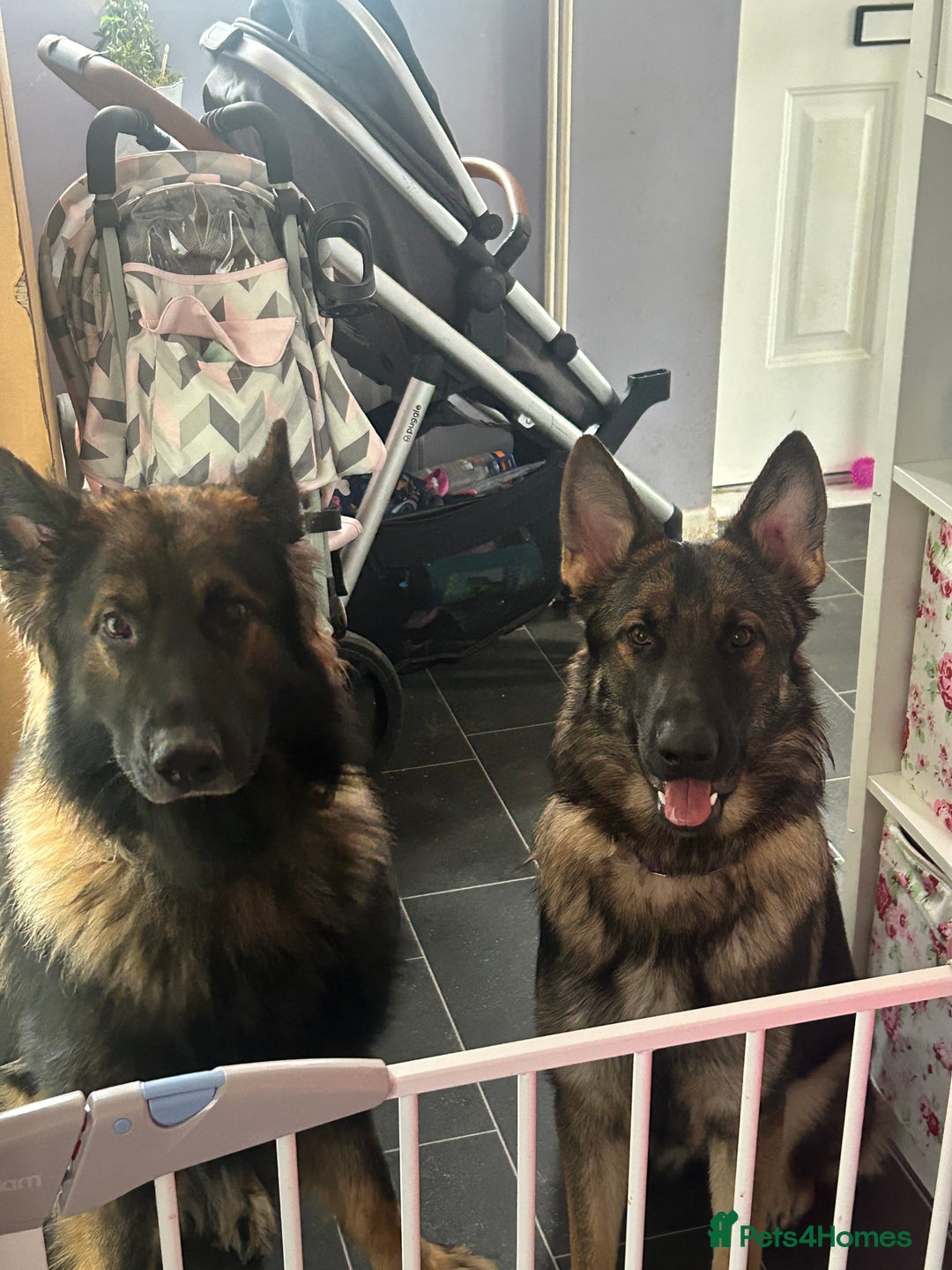 German Shepherd dogs for sale: 1 female fluffy pup - Advert 6