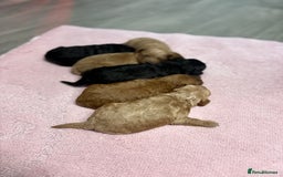 Jackapoo dogs for sale: Beautiful litter of 6 F1B Jackapoos - Image 10