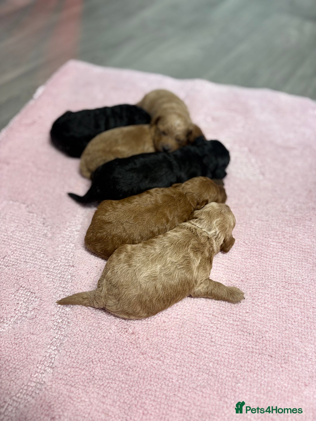 Jackapoo dogs for sale: Beautiful litter of 6 F1B Jackapoos - Image 10