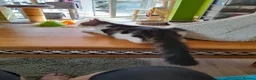 Mixed Breed cats for adoption: King Tut is looking for cuddles - Advert 17