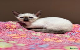 Siamese cats for sale: 1 cute Siamese girl available now-fully vaccinated - Image 1